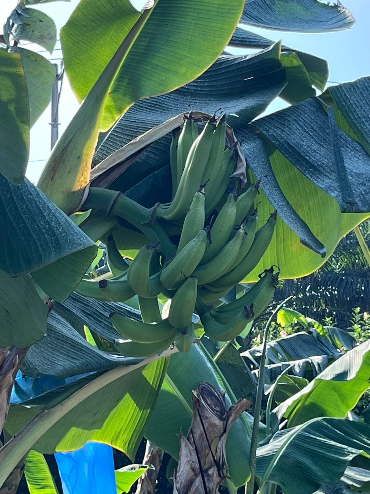 Plátano Macho Mejorado Colocha Banana